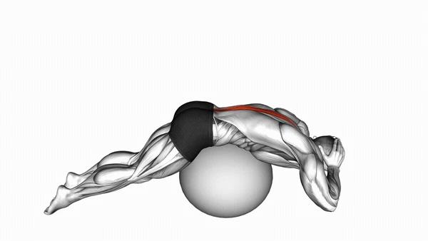 Stability Ball Back Extension